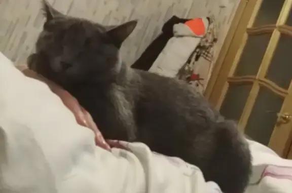 Кошки потеряшки, Вяземский, фото: Потеряшка кошка в Вяземском, звоните