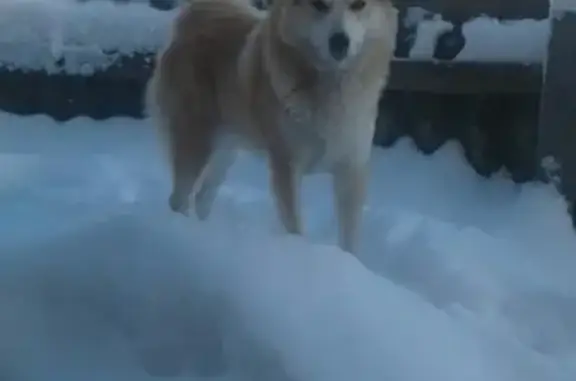 Пропала собака Лайка в Калаче, Воронежская область