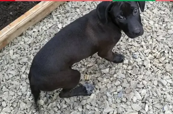 Найден щенок в районе ТЦ Горизонт, ищется хозяин (адрес: пр. М. Нагибина 32/2)