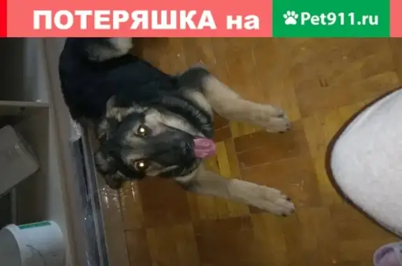Найдена собака на Привокзальной пл. 4, Челябинск