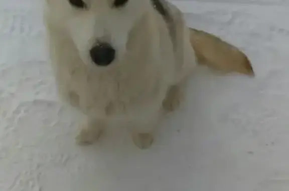 Найдена собака на базе Сургутнефтегаз, ищем хозяина