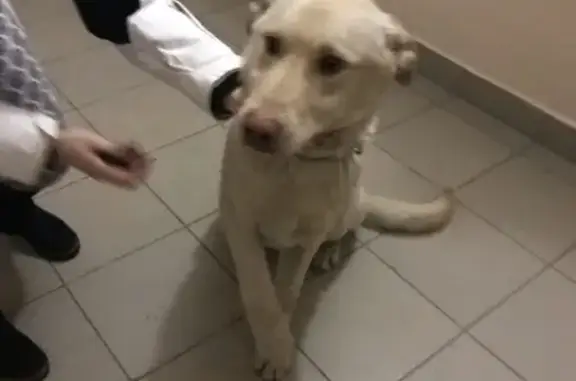 Пропала собака в Нефтеюганске, нужна помощь