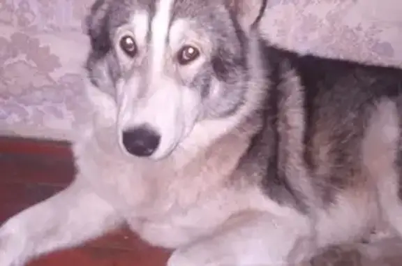 Пропала собака Хати в Уссурийске
