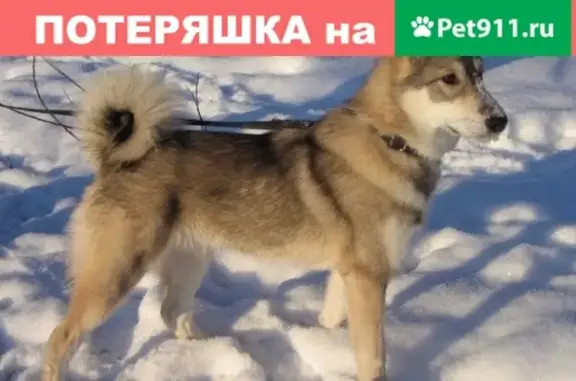 Пропала собака Юта в Берёзовском, Кемеровская область