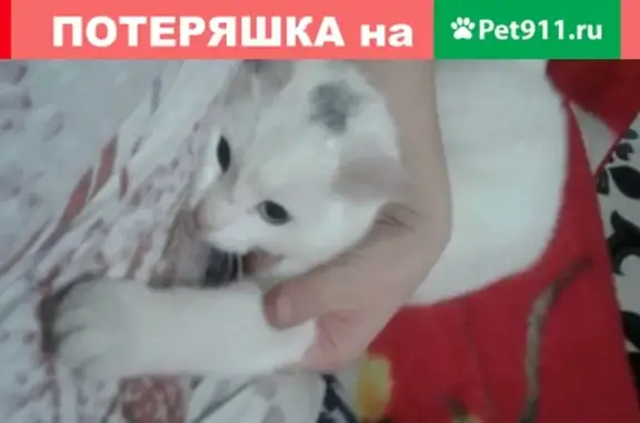 Пропала кошка в Горно-Алтайске