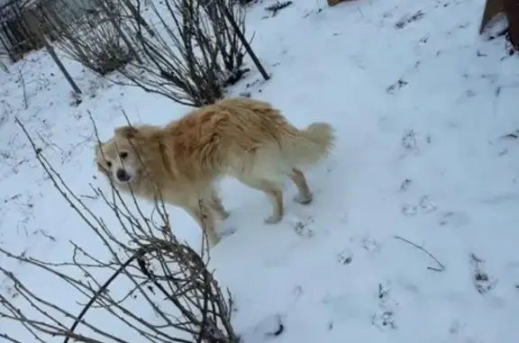 Пропала собака Бим в селе Урваново, Нижегородская область