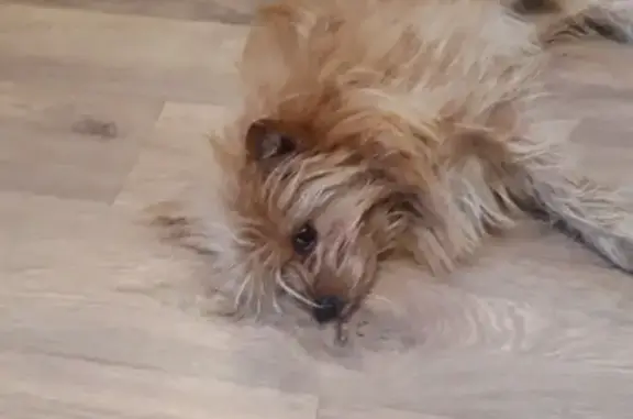 Пропала собака Бублик в Чурилово