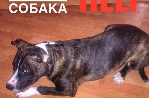 Найдена собака у метро Шипиловская, ищем старых хозяев!