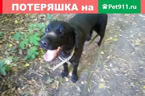 Пропала собака на Буденного, Белгородская область