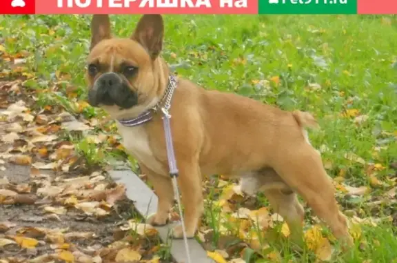 Пропала собака в ЛО, ДОЗОВЕЦ, 2013 год.