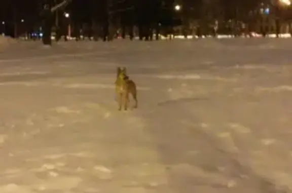 Найдена собака на Бульваре Новаторов в СПб