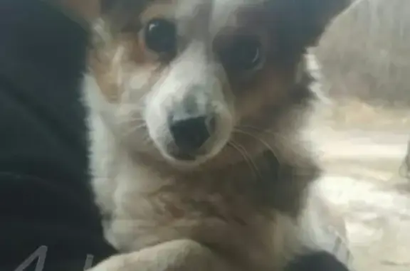 Найдена собака в Долинске, ищем хозяев
