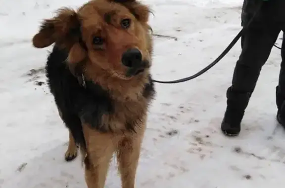 Найдена собака в Москве, ищет нового хозяина.