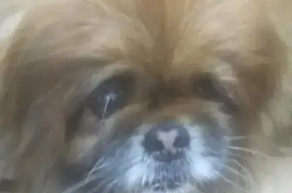 Найдена собака в Рязани, мальчик с больным глазом