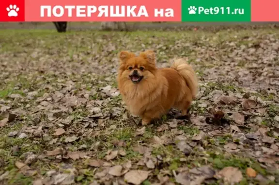 Пропала собака в Аксае, Ростовская обл.