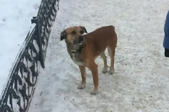 Собака найдена в Мурманске - брошен или потерян?