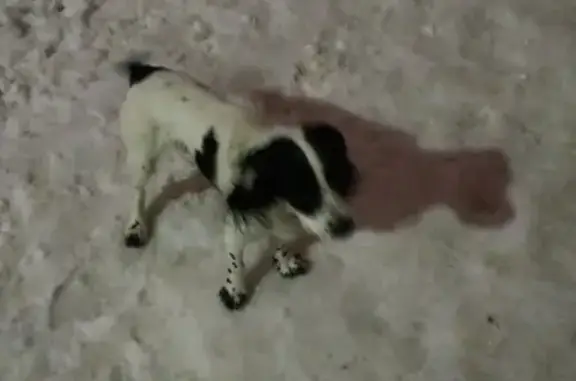 Собаки потеряшки, Великий Новгород, фото: Потеряшка собака Федя возле 26 школы на Попова