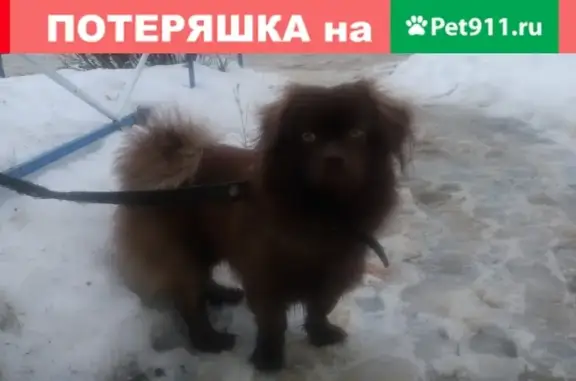 Найдена собака в Новомичуринске!