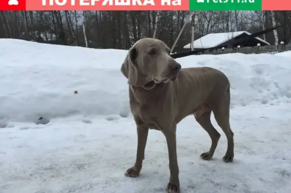 Найдена собака Кобель в Хатуни, Ступинский район