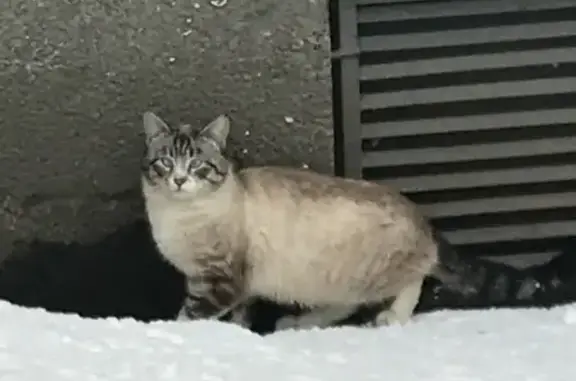 Найден кот в СПБ, проспект Луначарского