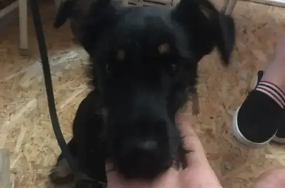 Пропал щенок с чёрным поводком в Бологое, Тверская область