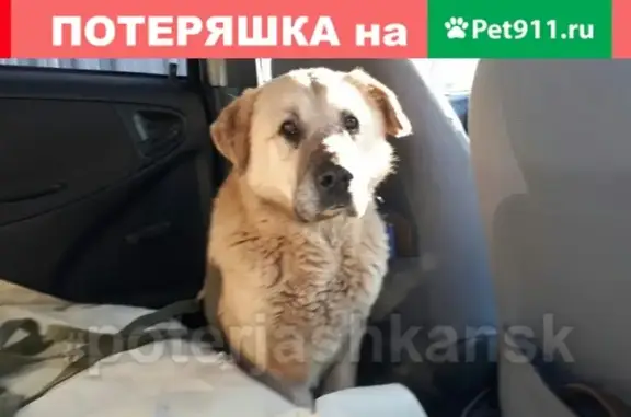 Пропала собака Беляш в Первомайском районе Новосибирска