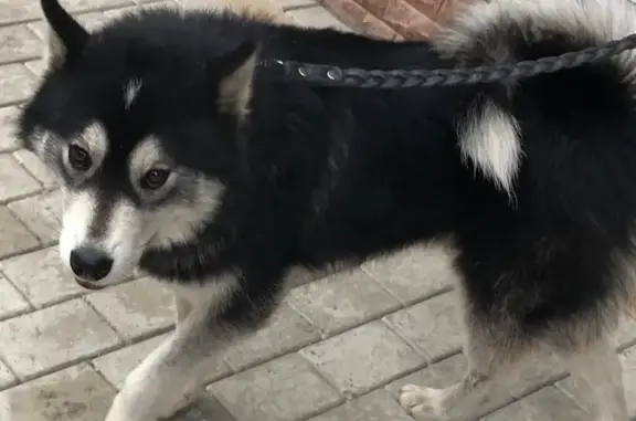 Пропала собака в Ялте, адрес: https://vk.com/bazdaniel19