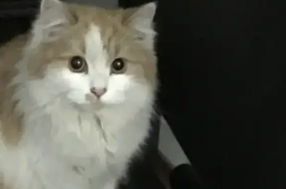 Найдена кошка на улице 800-летия Москвы