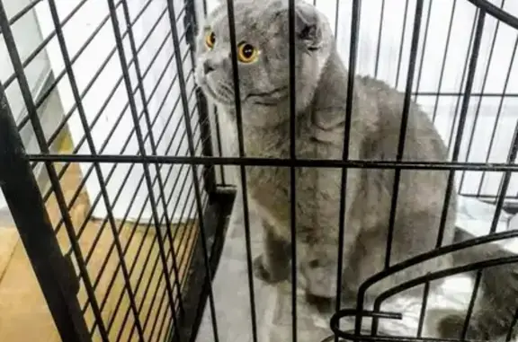 Найдена кошка, деревня Старое Уткино, фото: Найден кот в деревне Старое Уткино