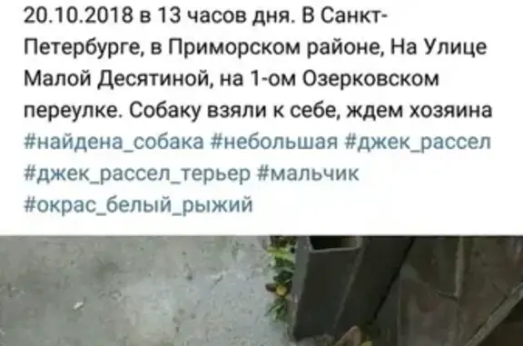 Пропала собака в СПБ на улице Елисеевской