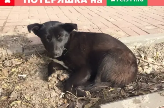 Потерянный пёсик возле аптеки в Ростове-на-Дону