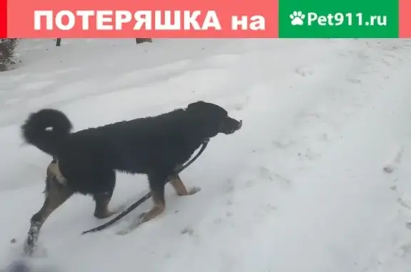 Пропала собака, найден хозяин во Владимире