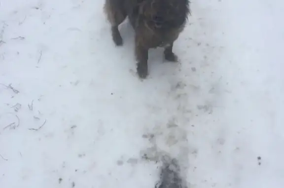 Найдена собака на ул. Первомайской в Моршанске