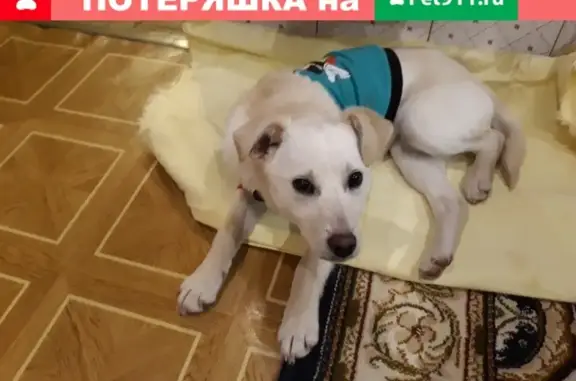 Найдена собака на ул. Первомайской, Краснинский район