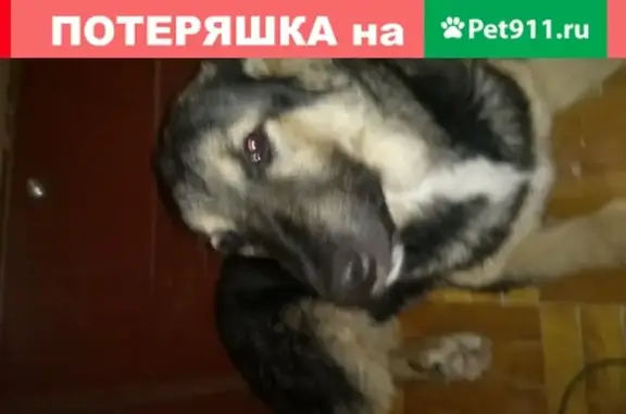 Найден щенок на улице Ширшова, Челябинск