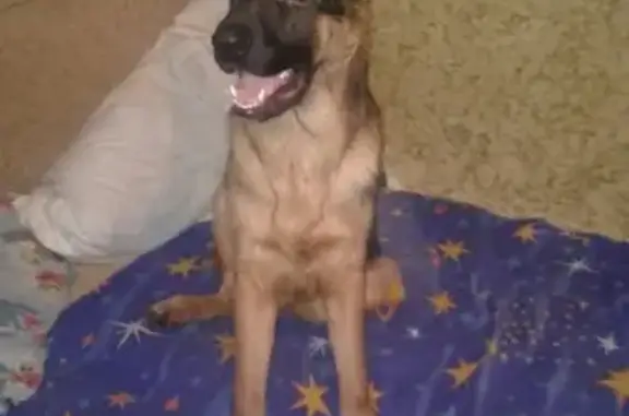 Пропала собака на спутнике 03.2019 в Астрахани