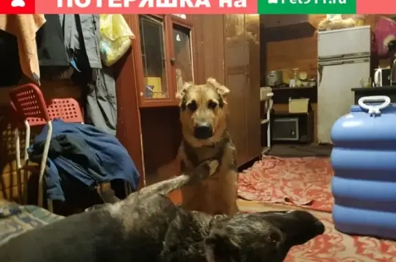Пропала собака Дина в Сочи, Россия