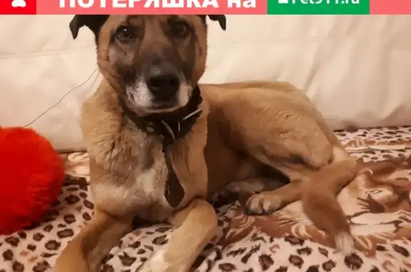 Пропала собака в Ульяновске, район Ленинского комсомола 5