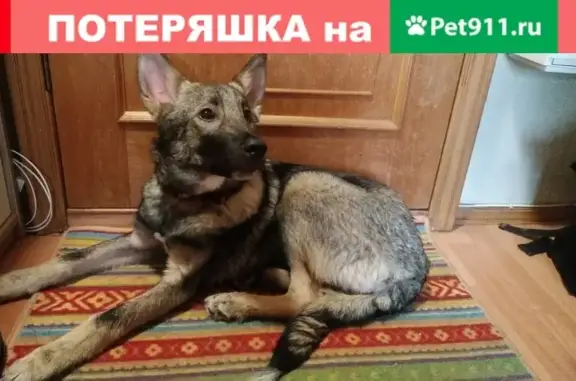 Найдена собака в Москве: https://vk.com/awesomnia
