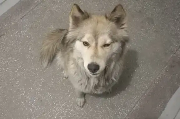 Найдена собака возле Павловского тракта 8* в Барнауле