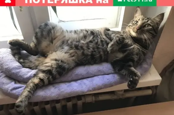 Кошки потеряшки, Сырково, фото: Потеряшка кот Чича в д. Сырково, Новгородская область