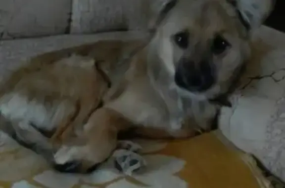 Пропала собака Сэнди в Магнитогорске