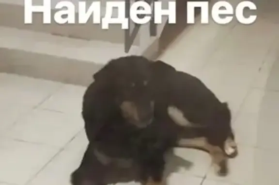 Найден черный пес на ул. Куйбышева, Екатеринбург