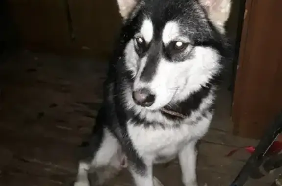 Найдена собака в Порошино, Россия, Киров.