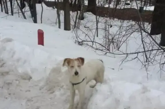 Найден щенок возле ясеневского лесничества!