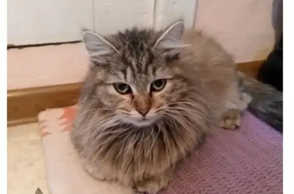 Найдена травмированная кошка в Михайловске