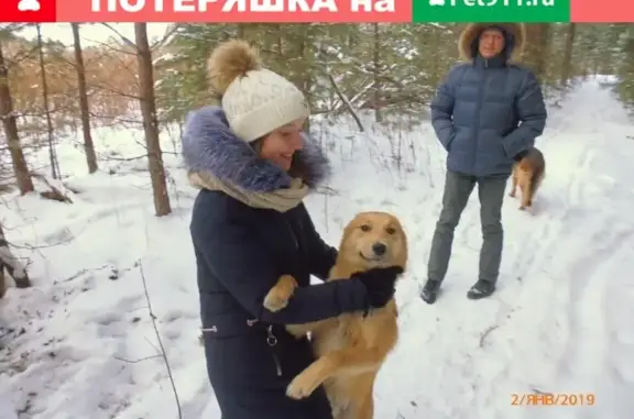 Пропала собака Тоша в СНТ Сосновый бор, п. Боброский