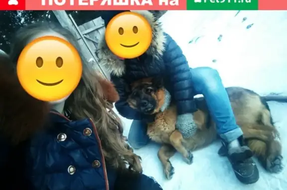 Пропала собака Граф в Горно-Алтайске