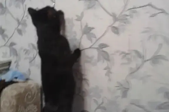 Найден черный котенок в Чкаловском районе, Екатеринбург