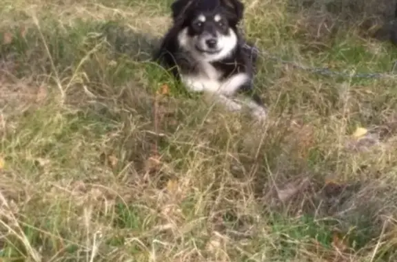 Пропала собака Кузя в районе Мелбугор, Воронежская область